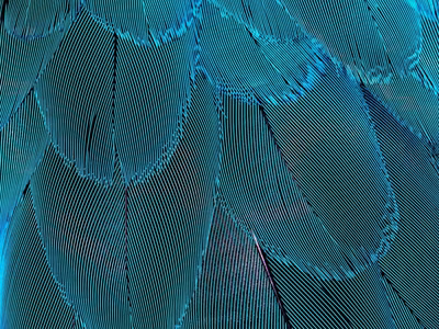 Blue neon feathers